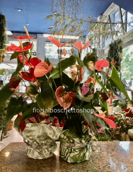 Pianta di anthurium
