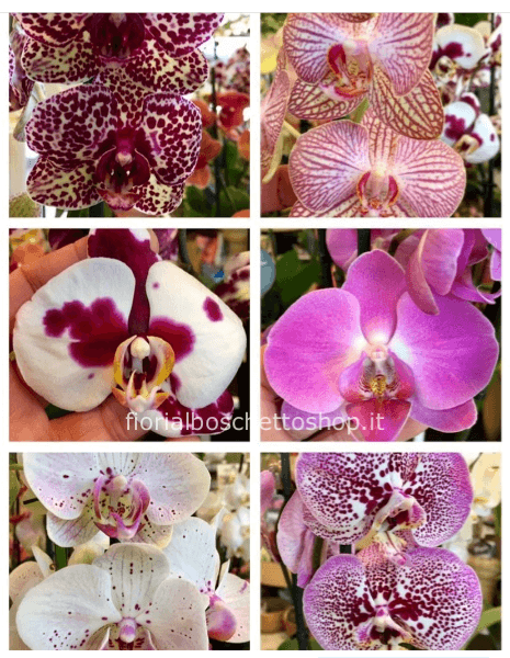 Pianta di Phaleonopsis, diversi colori a richiesta.