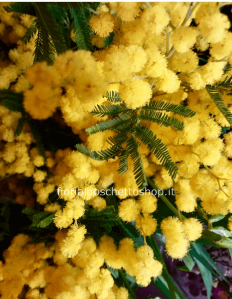 Bouquet di mimosa