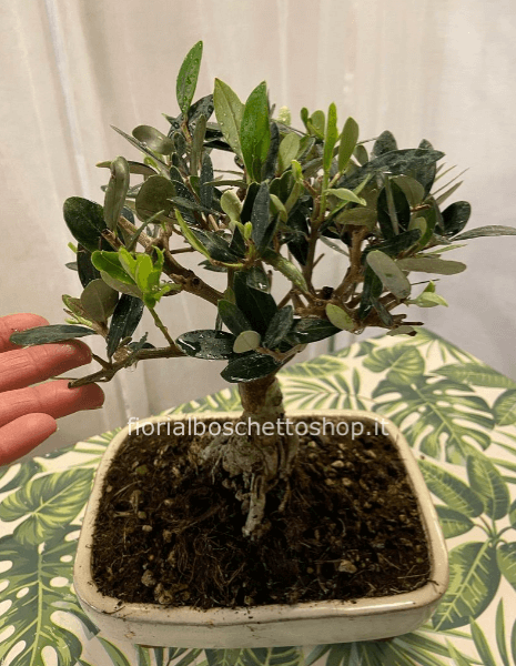 Bonsai di OLIVO