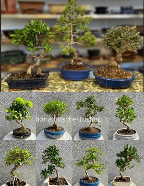 Varie tipologie di Bonsai