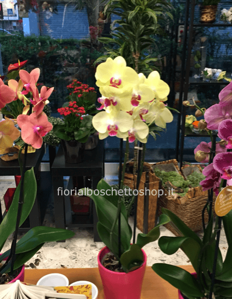 Pianta di phaleonopsis a 3/4 steli con copri vaso