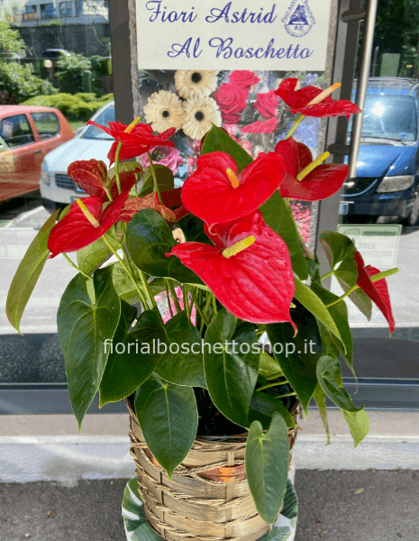 Grande Esemplare Pianta di Anturium