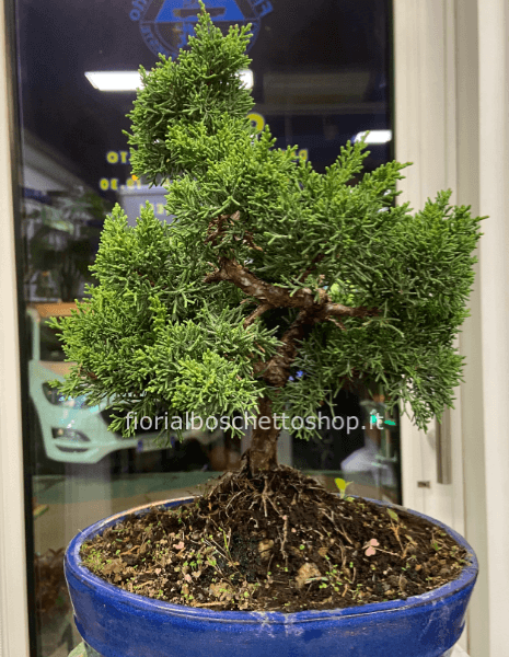 Juniperus Chinensis esemplare bonsai