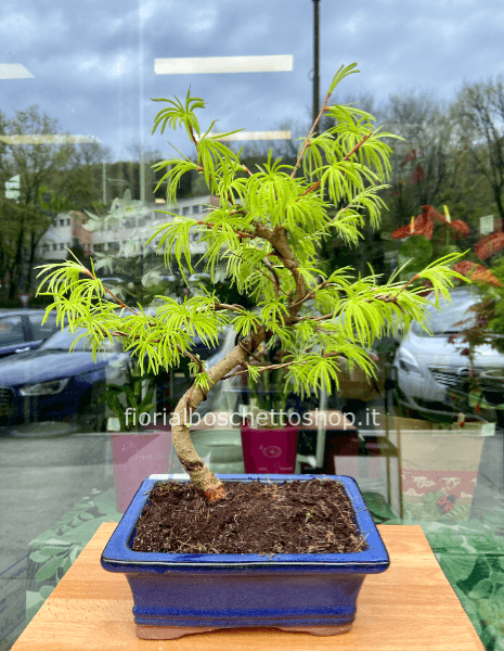 Esemplare di Bonsai Larix