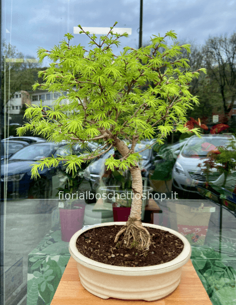 Esemplare di Bonsai Larix