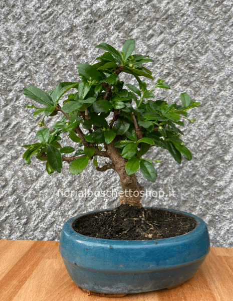 Esemplare di Bonsai Carmona