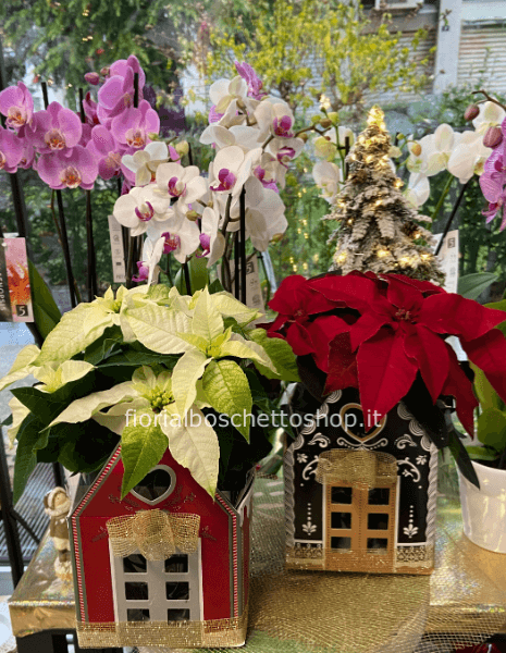 Stella di Natale Princetta in varie colorazioni