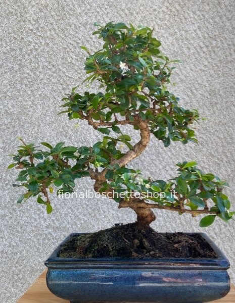 Esemplare Bonsai di CARMONA