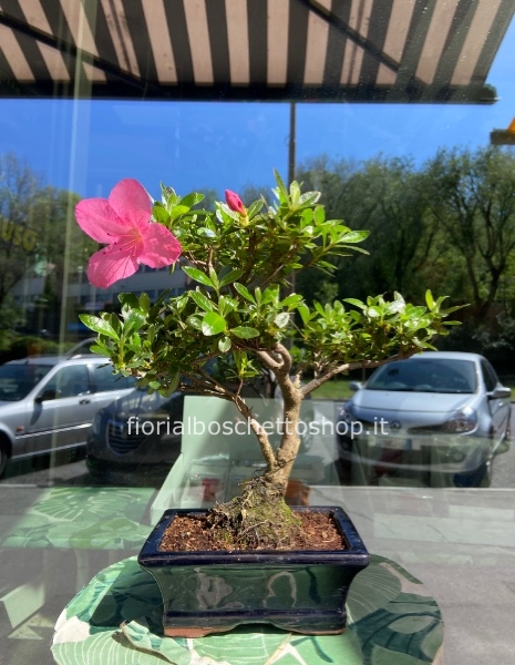 Esemplare di Bonsai di Azalea